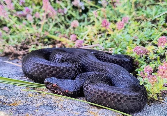 c'est appelé "La perle parmi les reptiles de notre pays"