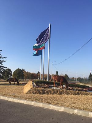 Коне на ВИП терминала на летището