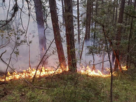 Пожарът създаде голяма опасност за гората.