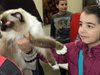 30 породисти котки от Европа на изложба в Благоевград (снимки)