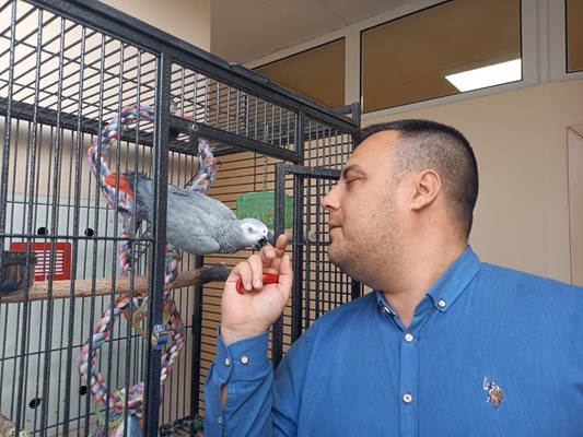 Костадин Язов храни папагалката Лори с любимите й  червени чушки.
Снимка: Авторът