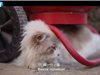 Видео от Китай: В Пекин през зимата е наистина трудно за бездомните животни