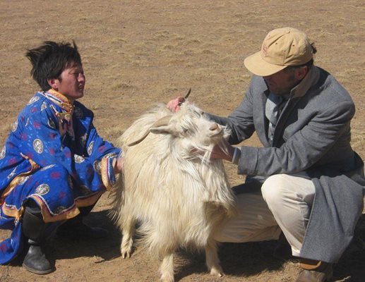 Монголски кози, от които се добива най-висококачественият кашмир днес