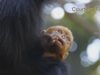 В Австралия се роди маймунче от най-рядката порода в света (Видео)