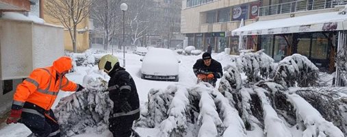 4 снегорина чистят Добрич, в центъра падна над 10-метрова ела