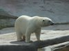 Полярна мечка се удави в зоопарк в Канада след груба игра