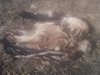 Откриха три загинали царски орли при мониторинг на дружеството за защита на птиците