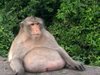 Дебела маймуна мина на диета, след злоупотреба с вредна храна (Видео)