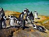 Хиляди пингвини са намерени мъртви по новозеландското крайбрежие