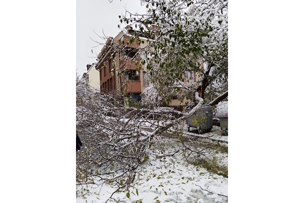 Стотици паднали дървета  в Благоевград. СНИМКА: Фейсбук Румяна Кръстева