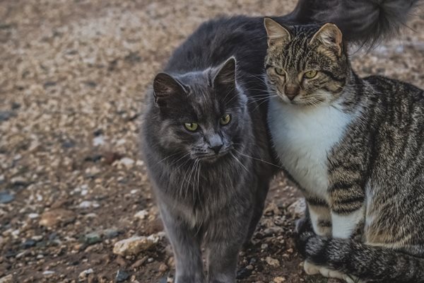 Зимата е изпитание за котките без подслон