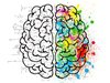 Творческите личности имат повече нервни връзки между двете полукълба на мозъка