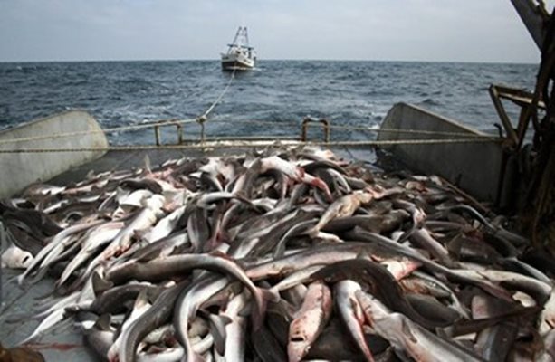 Наркотиците могат да са фатални за рибата в Черно море