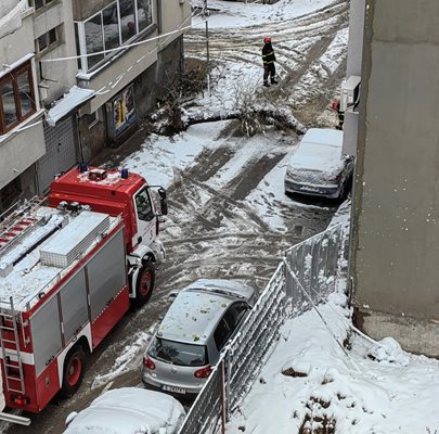 Стотици паднали дървета  в Благоевград. СНИМКА: Фейсбук Иван Кръстев