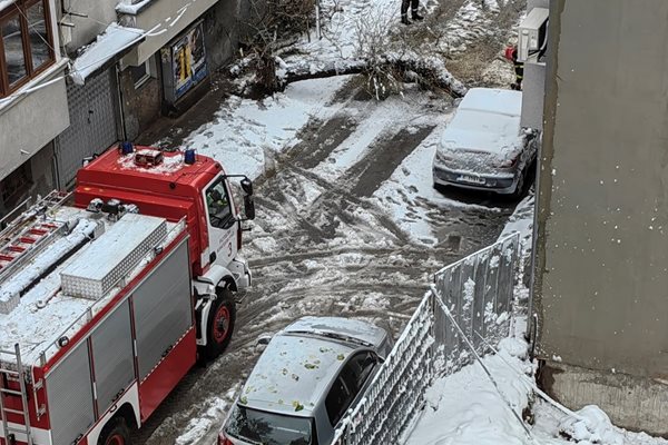 Стотици паднали дървета  в Благоевград. СНИМКА: Фейсбук Иван Кръстев