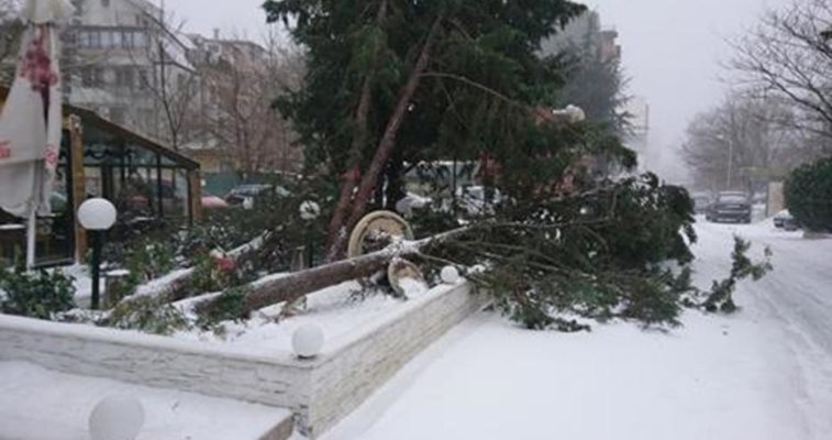 Пречупени дървета имаше след бурята във Варна.