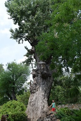 Бялата топола на около 350 години е едното от двете дървета, останали в градината от времето на румънската кралица.