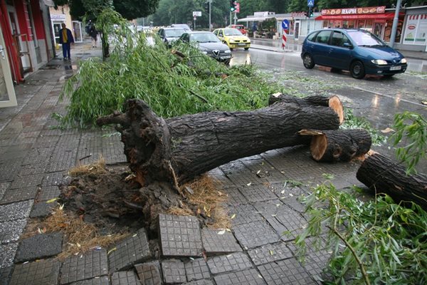 Големи дървета в Пловдив бяха изкоренени