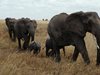 Ще се превърнат ли слоновете в изчезващ вид?
