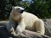 Руски архипелаг бие тревога заради нашествие на бели мечки </p><p>