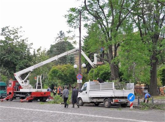 Опасност от падане на сухи дървета по пътя София-Варна