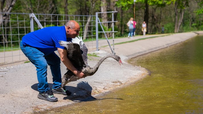 Красив черен лебед е новият обитател на езерото в парка на Благоевград.