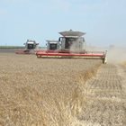 През последните 15 години България трайно заема второ място на Балканите по балансирано салдо в търговията със зърнени култури.