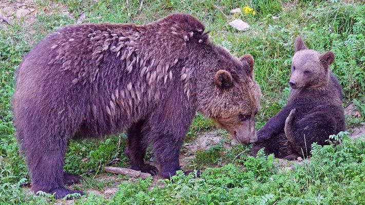 Майка с малките си е много опасна