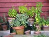 4 билки, които да засадите в дома си през 2018 г.