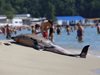Откриха мъртъв делфин във Варна (Снимки)

