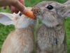 Морковите са вредни за зайците

