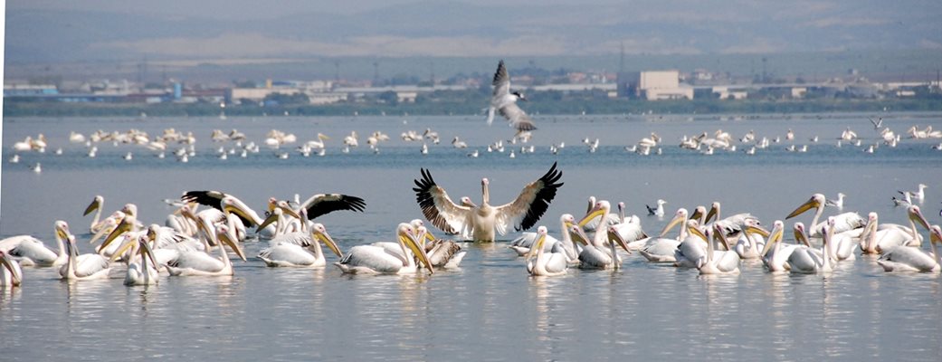 Хиляди пеликани преминават през Атанасовското езеро край Бургас по време на есенната миграция.