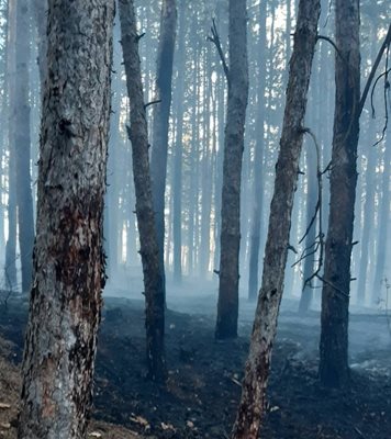 Огнената стихия е унищожила част от горски масиви.