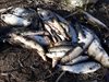 Освободиха 100 кг риба от бракониерски мрежи в язовир край Омуртаг
