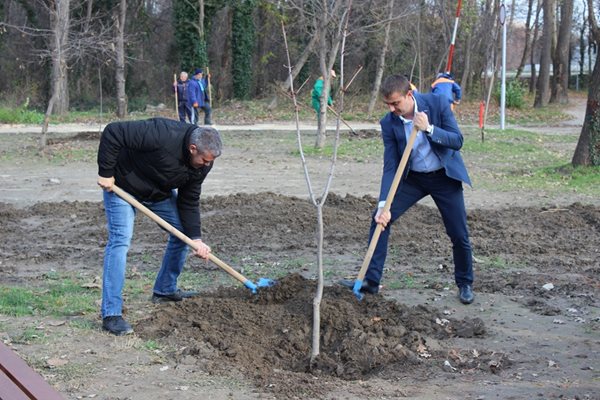 Кметът на "Западен" Димитър Колев (вдясно) лично се включи в залесяването