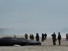 Намериха мъртъв кит на брега в Ню Йорк, не могат да го преместят (Видео и снимки)