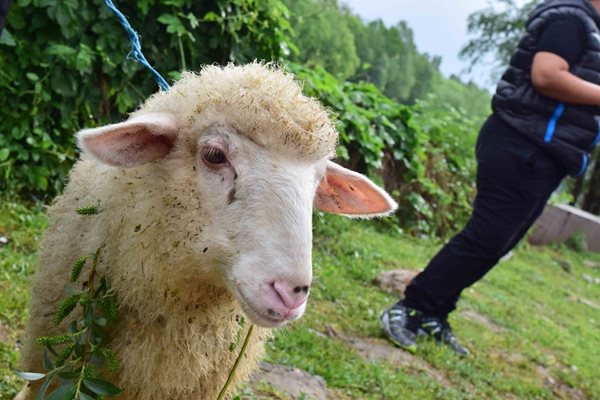 В предишните години и агнетата се водеха на Марица. 