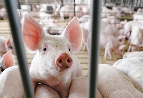 Компанията разработчик възнамерява в началото да продава месо от прасета с доставки, а не в супермаркети. СНИМКА: РОЙТЕРС