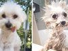Посмейте се със снимки на кучета преди и след баня (Галерия)