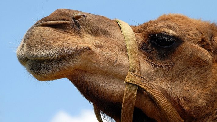 В Дубай беше открита болница за камили за 10 милиона долара  СНИМКА: pixabay