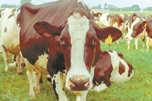 Ликвидираха огнище на туберкулоза по говедата край Пазарджик
