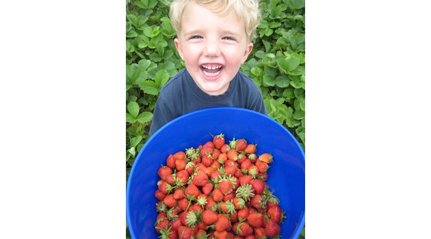 ИЗБОР: За предпочитане е да купуваме ягоди от малки производители, съветват специалистите.