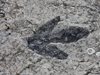 Вандали повредиха отпечатък от стъпало на динозавър на 115 милиона години
