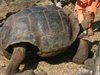 Смятана за изчезнала гигантска костенурка 
беше открита на Галапагоските острови