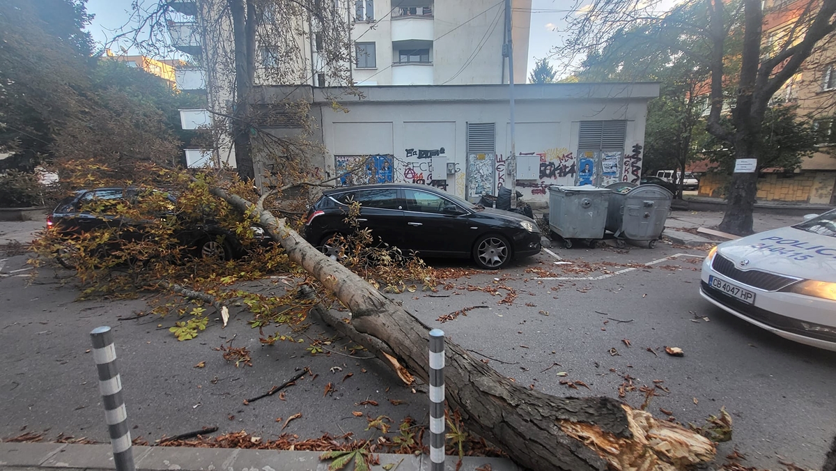 Дърво падна върху автомобил в столичния квартал 