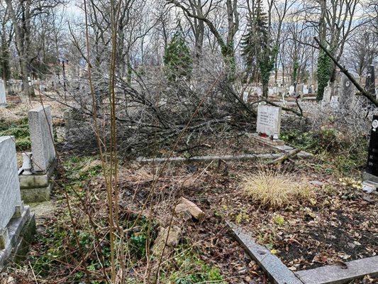 Паднало дърво от снега в София през ноември все още не е премахнато.