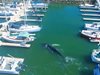 Дрон засне кит в яхтено пристанище в САЩ (Видео)