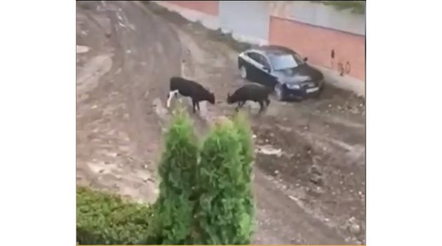 Два големи бика гонят хора и нападат автомобили в столичния квартал “Лозенец”.
СНИМКА: НОВА ТЕЛЕВИЗИЯ