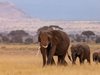 Стотици слонове са загинали заради сушата в Кения