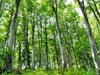 Мобилни екипи и кули пазят 20 000 хектара вековни гори в Северна България